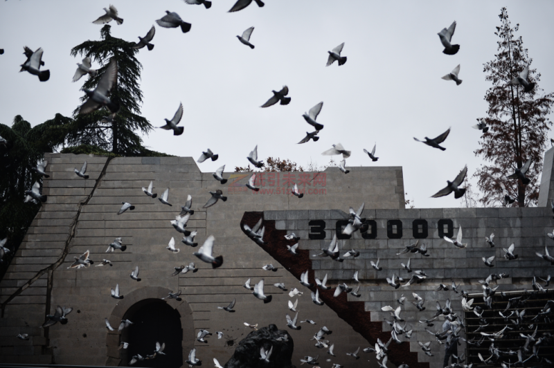 2016年12月13日，南京大屠杀死难者国家公祭仪式上放飞和平鸽
